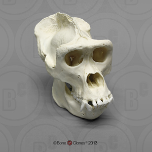 Male Gorilla Skull BC-001