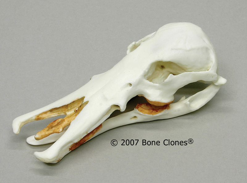 http://www.boneclones.com/images/bc-026-lg.jpg