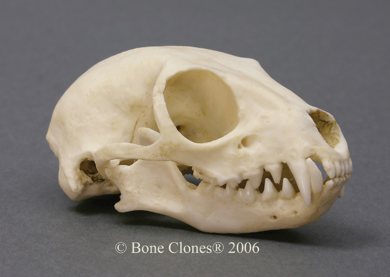 Meerkat Skull - Bone Clones, Inc. - Osteological Reproductions