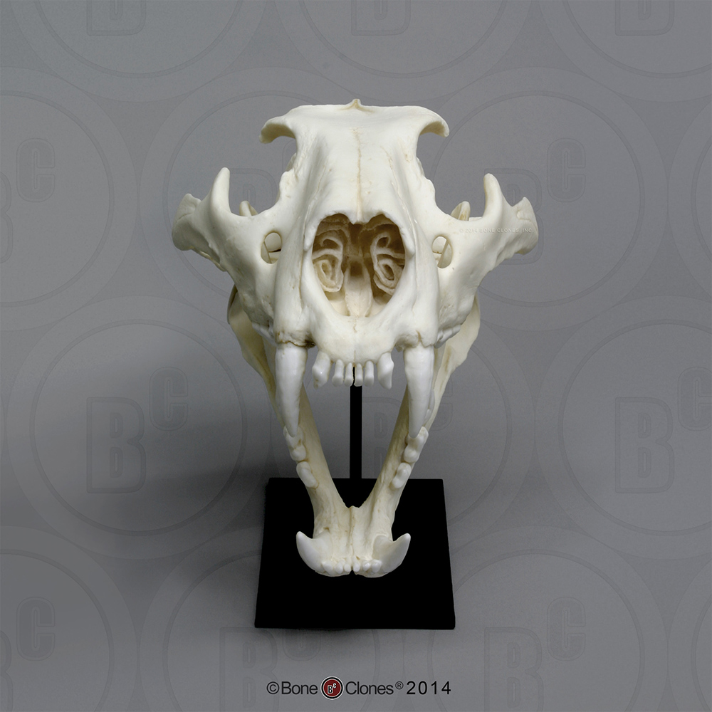 African Lion Skull, Male - Bone Clones, Inc. - Osteological Reproductions