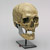 Cro-Magnon skull