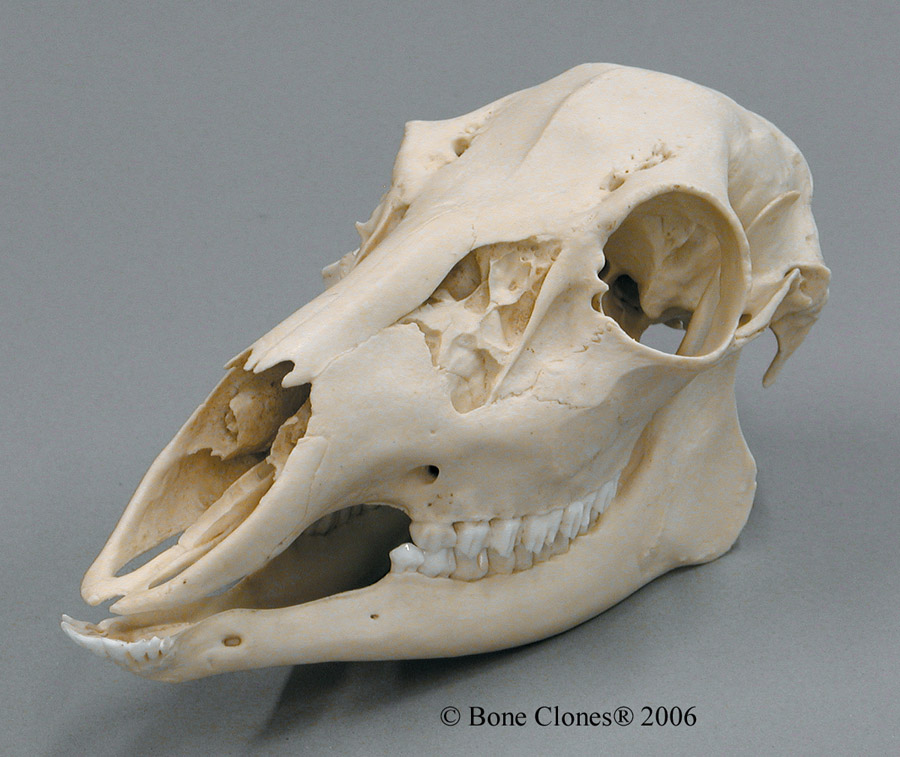 Doe Skull