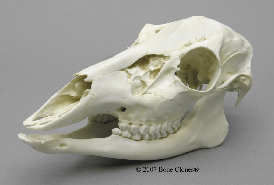 White-tailed Deer Doe Skull - Bone Clones, Inc. - Osteological