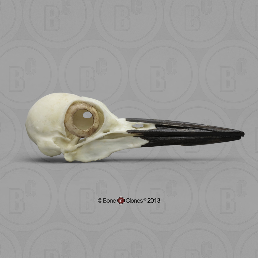 Pileated Woodpecker Skull Bone Clones, Inc. Osteological Reproductions