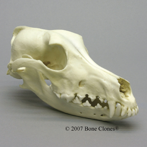 http://www.boneclones.com/images/bc-126-md.jpg