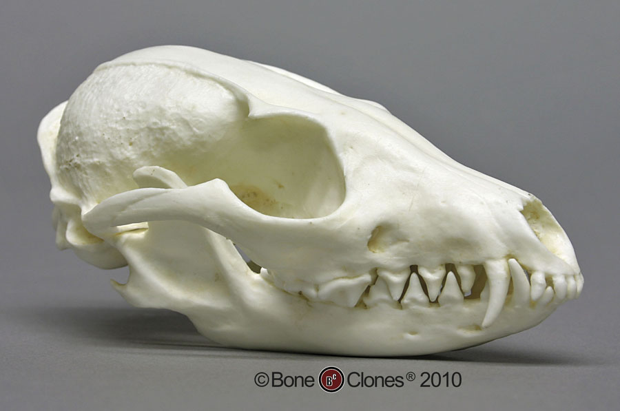 Gray Fox Skull - Bone Clones, Inc. - Osteological Reproductions