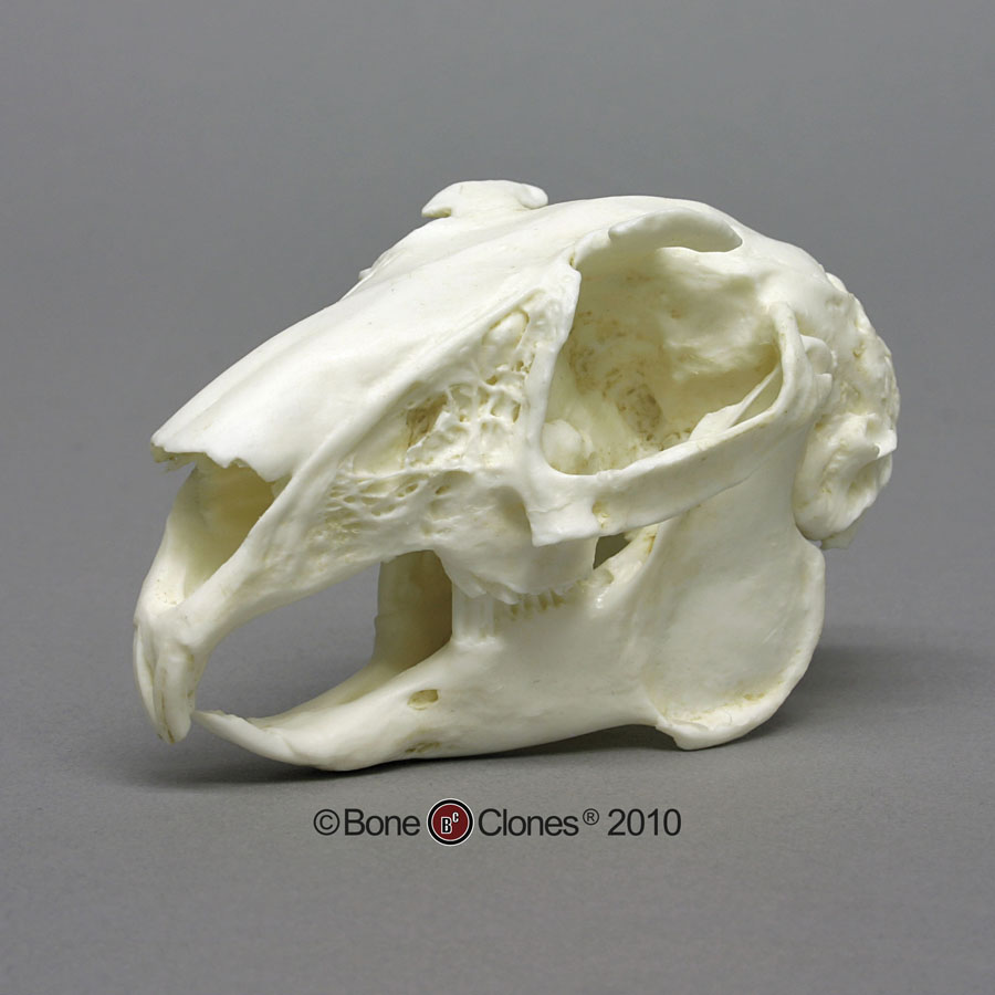 rabbit skull