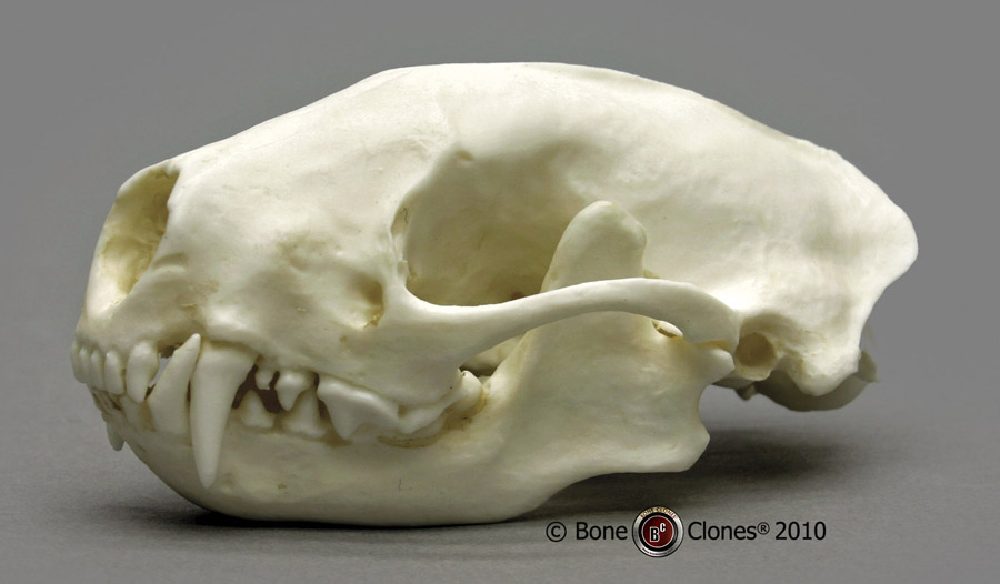 Skunk Skull - Bone Clones, Inc. - Osteological Reproductions