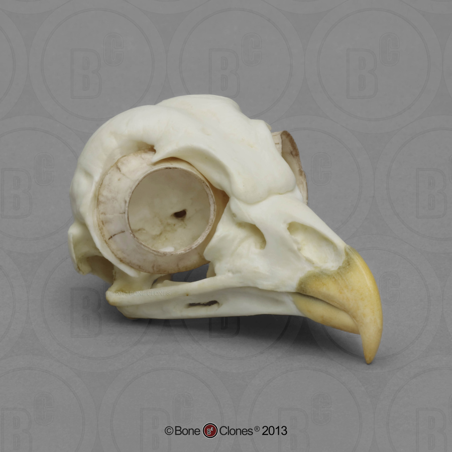 barred owl skull bone clones inc osteological barred owl skull bone clones inc osteological