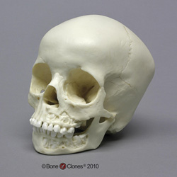 5-year-old Human Child Skull, with Dentition BC-183