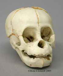 Orangutan Fetal Skull Replica