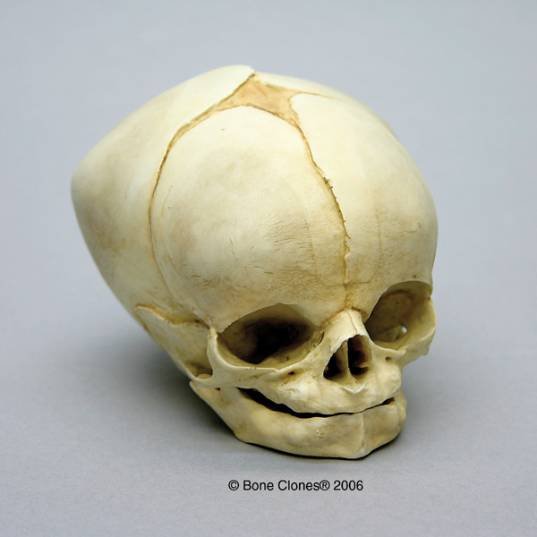 Human+Skull+Bumps Fetal Human Skull 40 1/2 Weeks - Bone Clones, Inc. - Osteological ...
