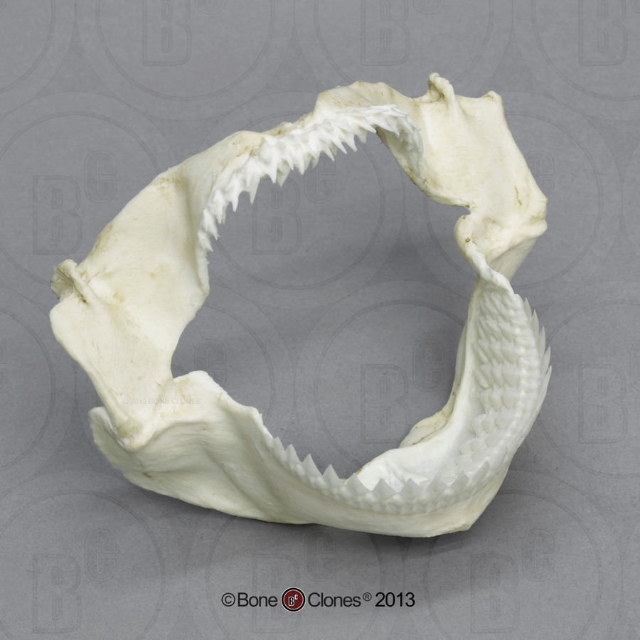 Kitefin Shark Jaw - Bone Clones, Inc. - Osteological Reproductions