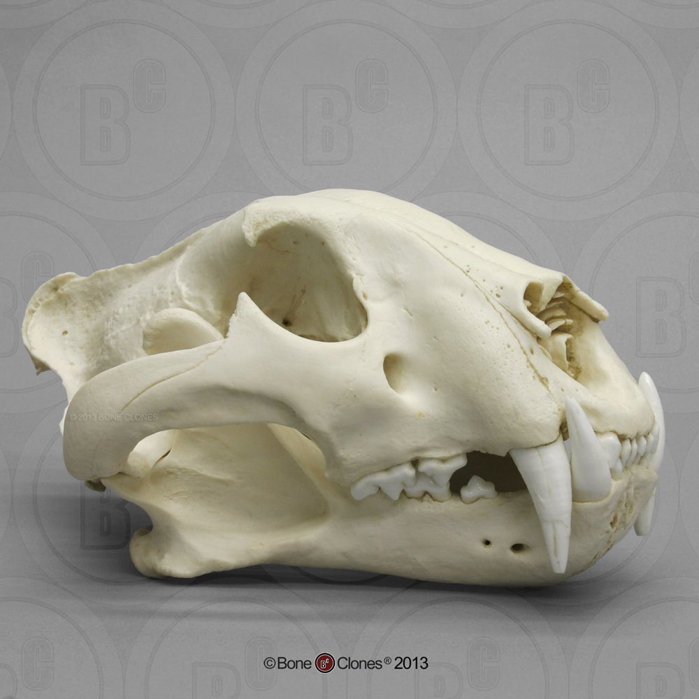 Bengal Tiger Skull, Male - Bone Clones, Inc. - Osteological Reproductions