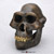 Australopithecus afarensis Skull