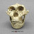 Australopithecus robustus Skull with Lower Jaw BH-003-C