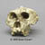 Australopithecus robustus Skull without lower jaw