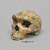 Homo heidelbergensis Skull - Broken Hill 1, (Rhodesian Man)