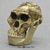 Australopithecus africanus Skull Sts 5 Mrs. Ples with Lower Jaw
