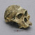Australopithecus africanus Skull - Sts 5, "Mrs. Ples"