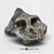 Australopithecus aethiopicus Skull - KNM-WT 17000