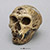 Homo neanderthalensis Skull - La Chapelle-aux-Saints