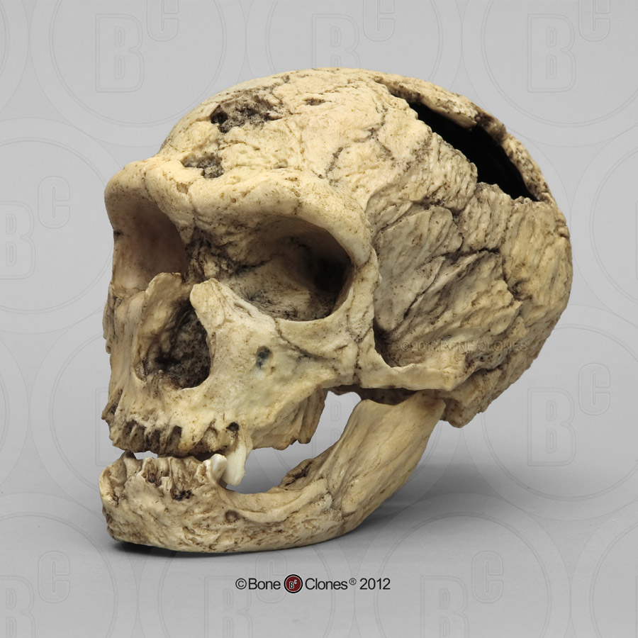 Neanderthalensis