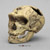 Homo neanderthalensis Skull - La Chapelle-aux-Saints