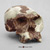 Homo habilis Skull - OH 24
