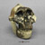 Australopithecus boisei Skull OH 5 (Zinjanthropus) With Jaw