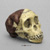 Australopithecus africanus Skull Taung Child