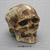 Cro-Magnon-1 Skull and Jaw