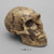 Homo neanderthalensis Skull - La Ferrassie 1