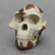 Australopithecus afarensis Skull - "Lucy", light finish