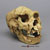 Homo heidelbergensis Skull Atapuerca 5