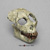 Proconsul africanus Skull