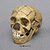 Homo neanderthalensis (Child) Skull Teshik-Tash