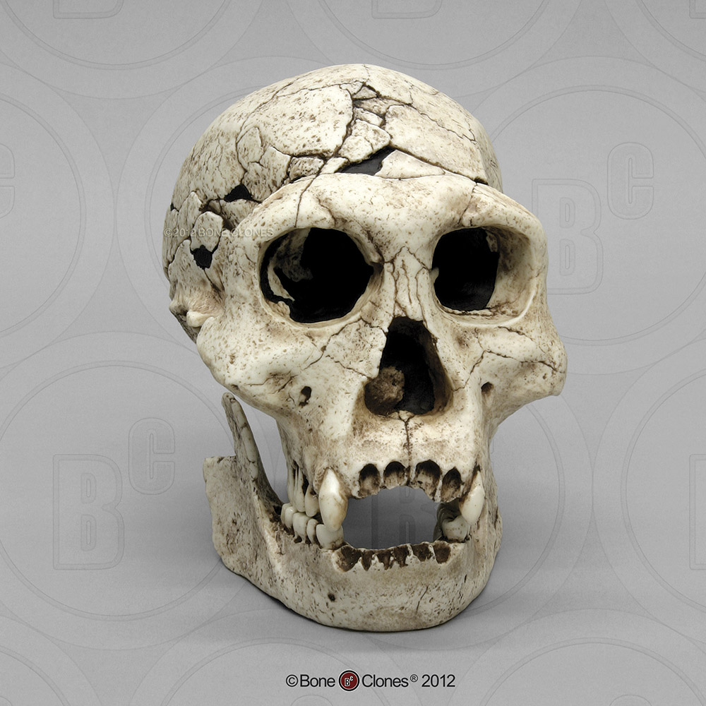Neanderthal+skull
