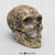 Homo neanderthalensis Skull - Sawyer/ Maley Reconstruction