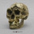 Homo floresiensis Skull BH-033