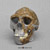 Peking Man Homo erectus Skull BH-038