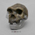 Homo heidelbergensis Bodo Skull and Jaw BH-041-C Homo heidelbergensis Bodo Skull and Jaw BH-041-C
