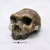 Homo heidelbergensis Bodo Skull BH-041 Homo heidelbergensis Bodo Skull BH-041