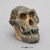 Australopithecus afarensis Skull A.L. 444-2 Australopithecus afarensis Skull A.L. 444-2