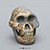 DNH 7 Australopithecus (Paranthropus) robustus BH-046 DNH 7 Australopithecus (Paranthropus) robustus BH-046