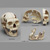 H. sapiens Oase Sagittal Cut Skull Without Reconstruction bh-048 H. sapiens Oase Sagittal Cut Skull Without Reconstruction bh-048