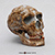 Homo neanderthalensis Shanidar 1 Skull BH-050