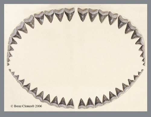 shark teeth pictures. Megalodon Shark Teeth Set