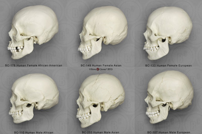 Human Male and Female Skulls: African, Asian, and European
