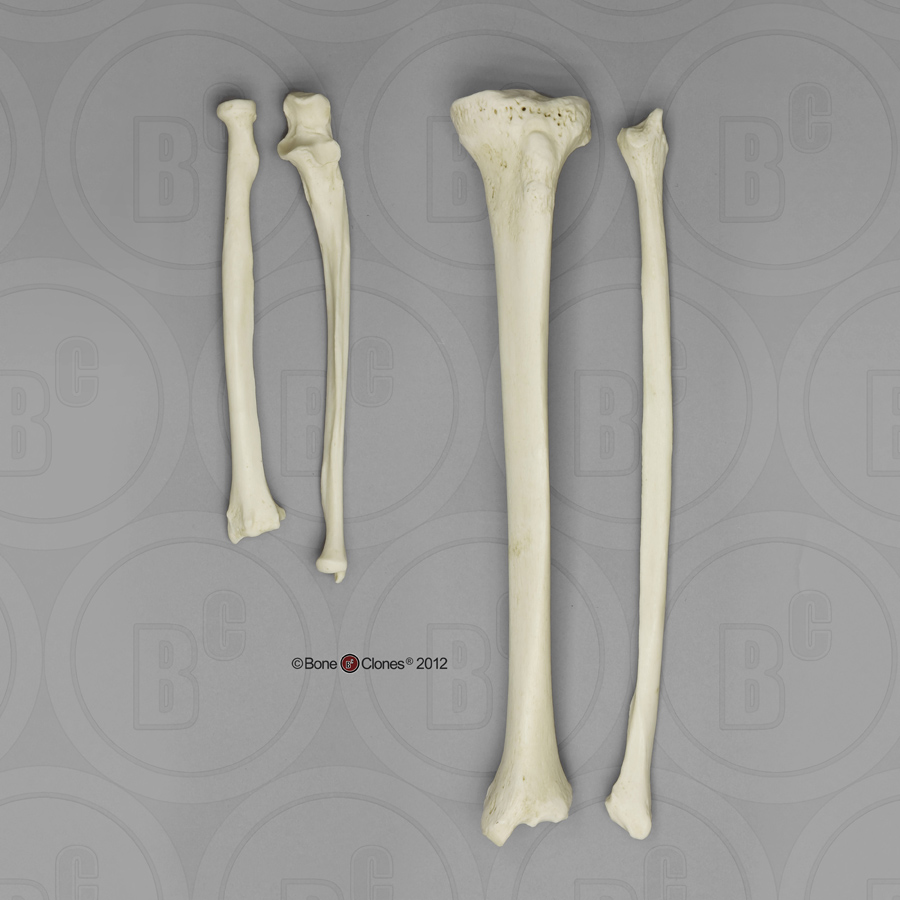 the human skeleton by: byron prude